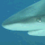 shark image