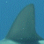shark image