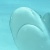 shark image