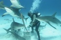The shark dive master at work