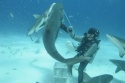 The shark dive master at work
